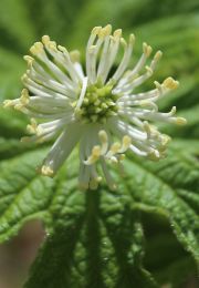 Hydrastis canadensis