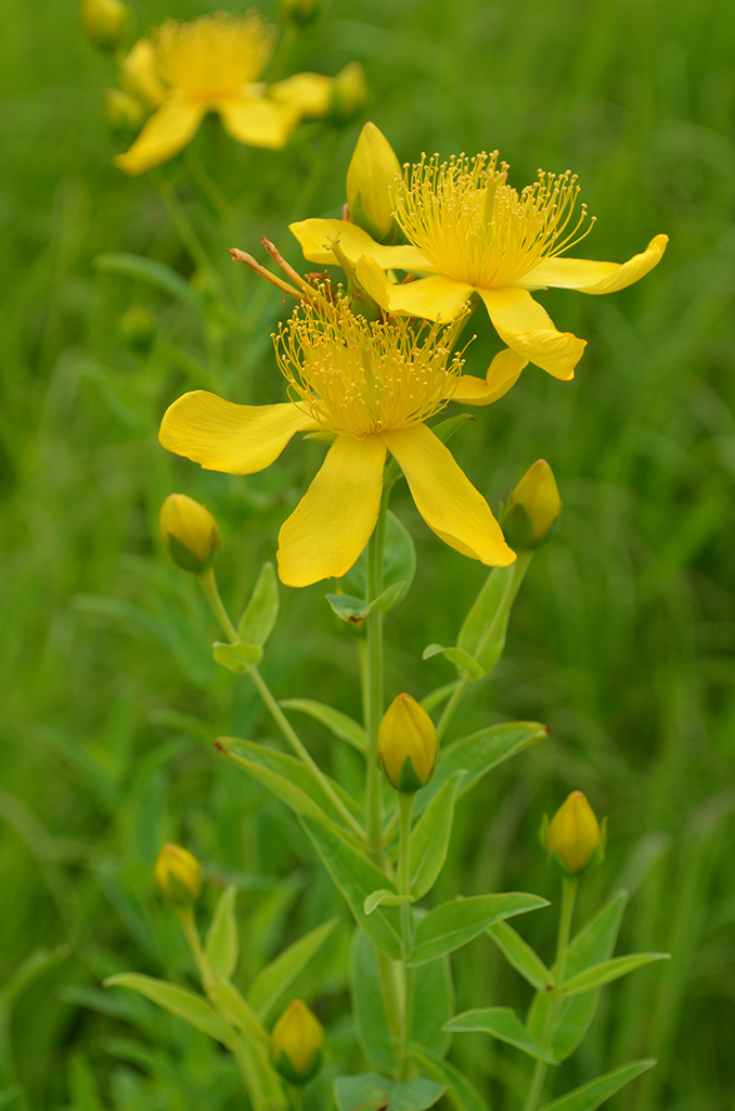 Hypericum pyramidatum Great St. John s Wort Prairie Moon Nursery