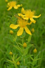 Hypericum pyramidatum