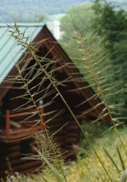 Elymus hystrix