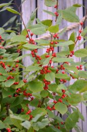 Ilex verticillata