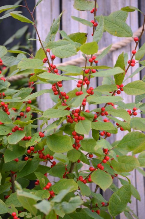 Ilex - Winterberry Holly - Per Stem — Gardens of The Blue Ridge