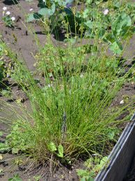 Juncus dudleyi