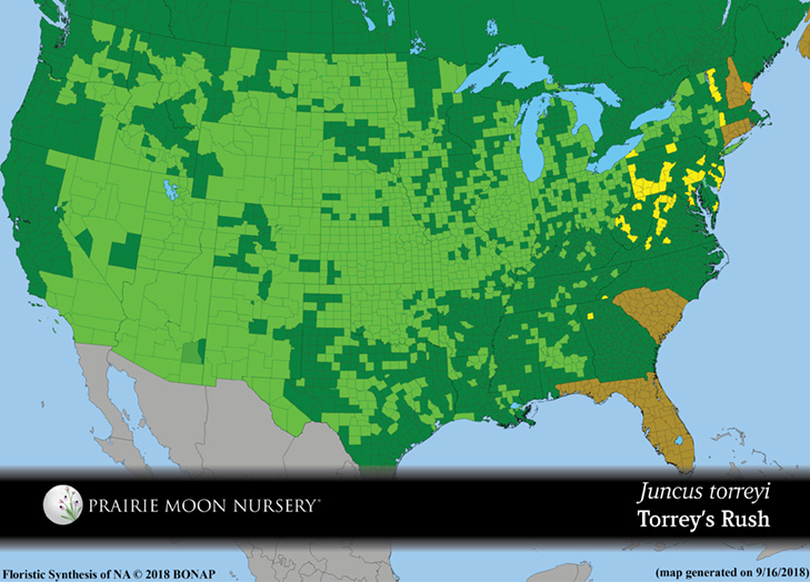 Juncus torreyi - Torrey's Rush