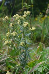 Brickellia eupatorioides