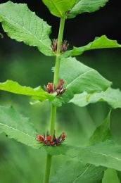 Triosteum perfoliatum