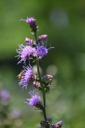 Liatris aspera