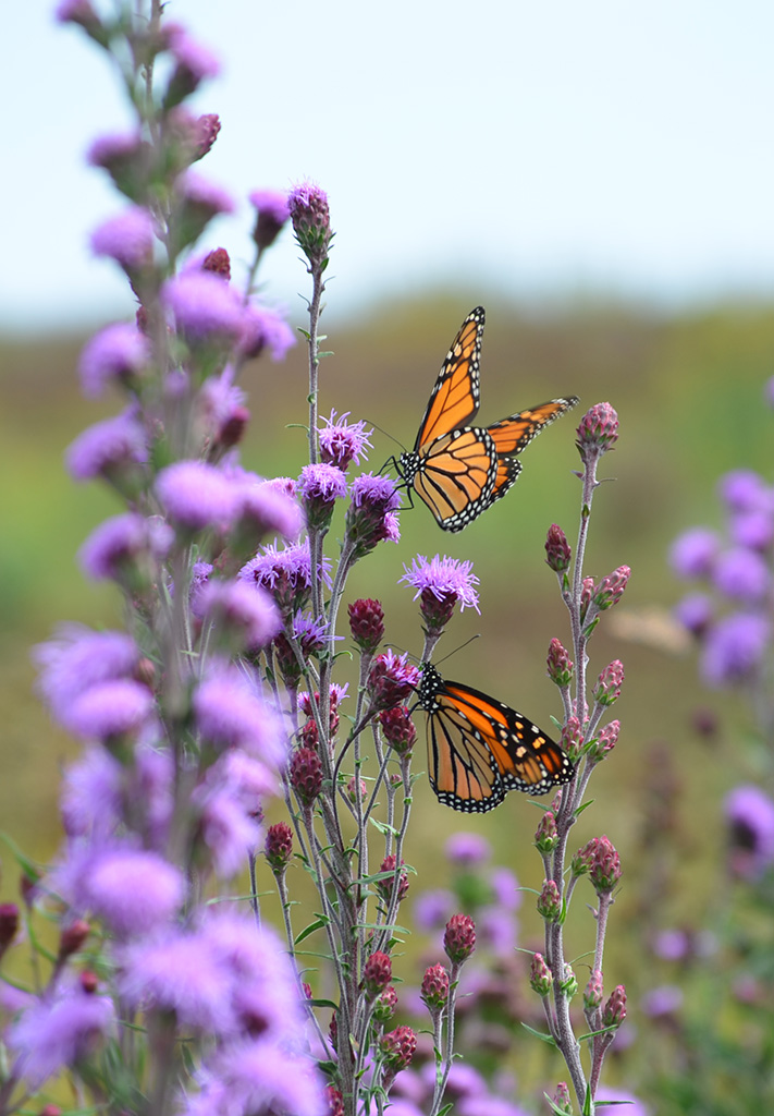 Meadow cheap blazing star