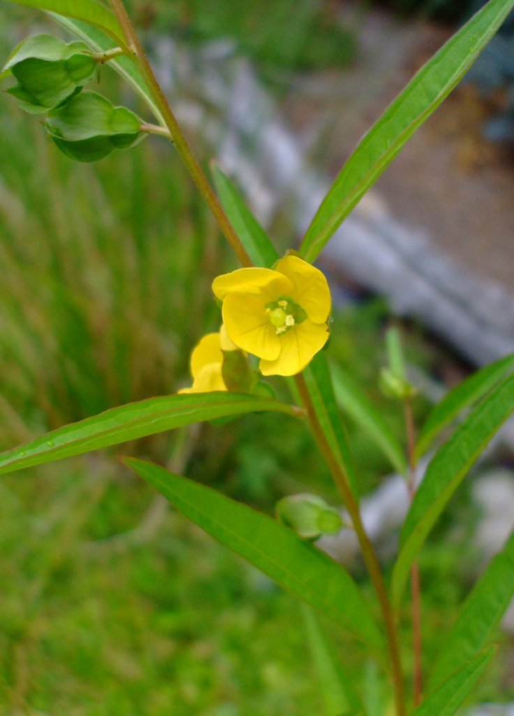 Ludwigia alternifolia Seedbox