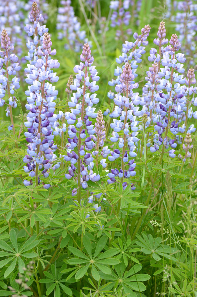 Semis de Lupinus - Page 4 Lupinus-perennis-Wild-Lupine_main