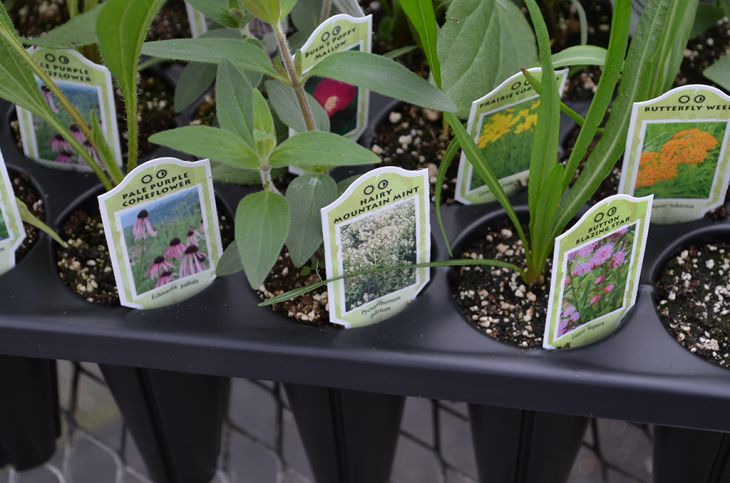 planting chayote squash Chayote perennial squash (light green) main image 0