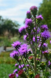 Liatris scariosa var. nieuwlandii