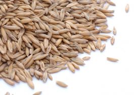 Avena sativa - Cover Crop