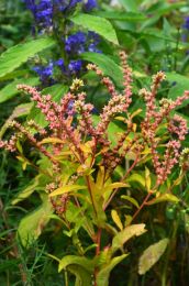 Penthorum sedoides