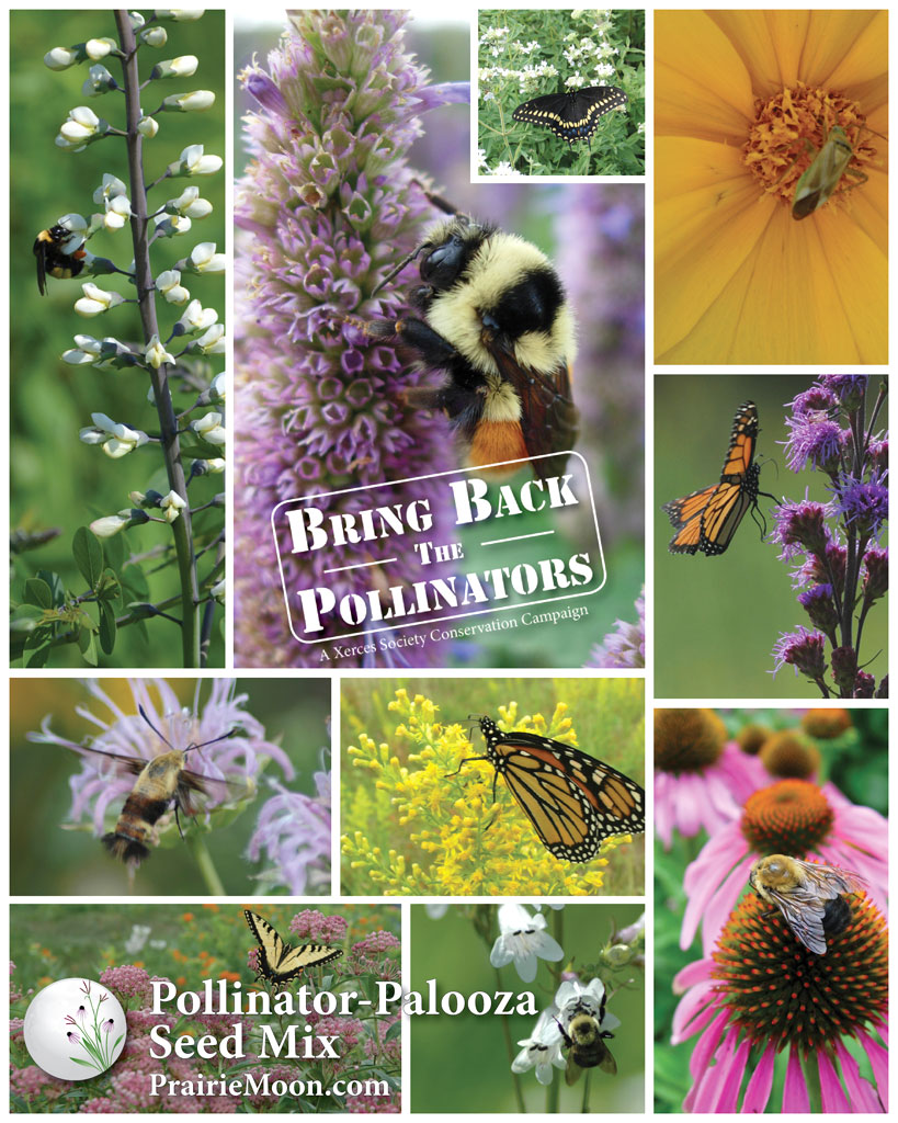 PollinatorPalooza Prairie Seed Mix Prairie Moon Nursery