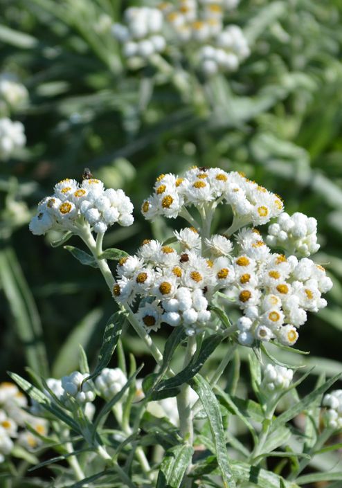 Anaphalis Margaritacea Pearly Everlasting Prairie Moon Nursery