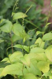 Persicaria virginiana