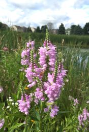 Physostegia virginiana