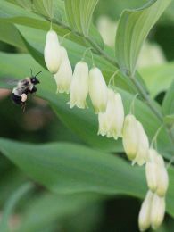 Polygonatum biflorum