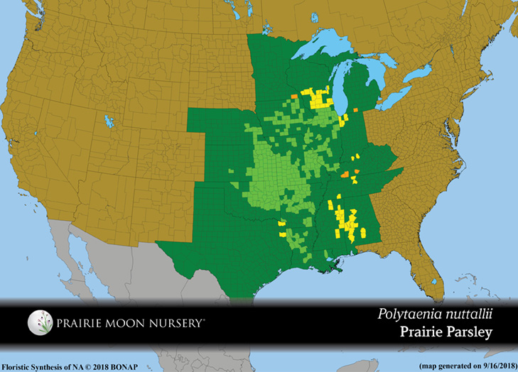 Polytaenia nuttallii - Prairie Parsley
