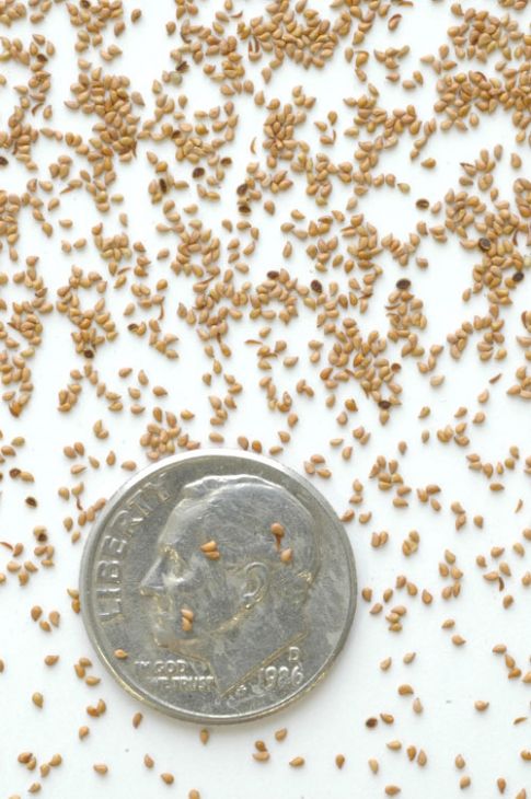 【中古】 Fruta Madura VientoDeAgua Drymocallis arguta (Tall Cinquefoil)