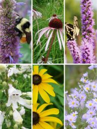 Seed Mix Enhancement for Medium Soils
