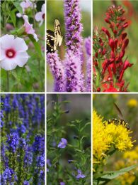 Seed Mix Enhancement for Wetter Soils