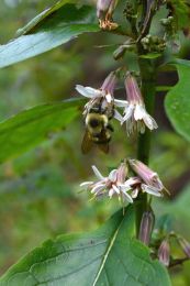Prenanthes alba