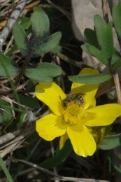Ranunculus fascicularis