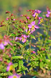 Rhexia virginica