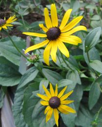 Rudbeckia speciosa var. sullivantii