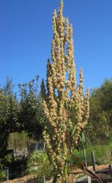 Rumex orbiculatus