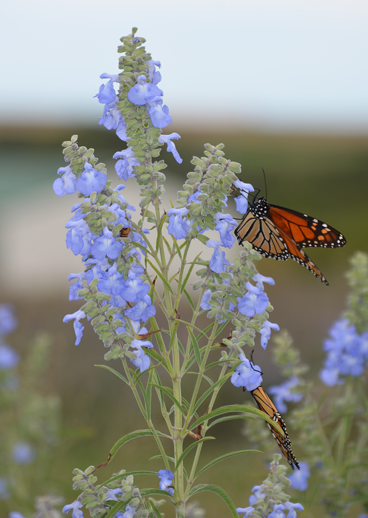 Salvia azurea Blue Sage Prairie Moon Nursery