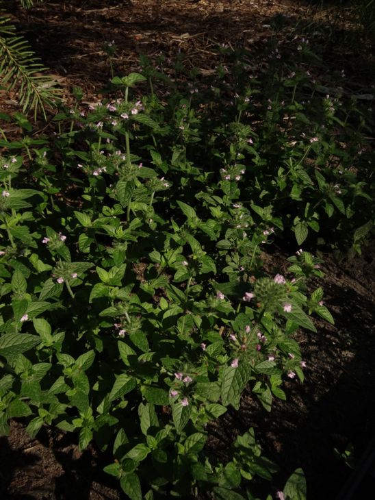 cornel plant Japanese Cornel Dogwood  Plant Detectives