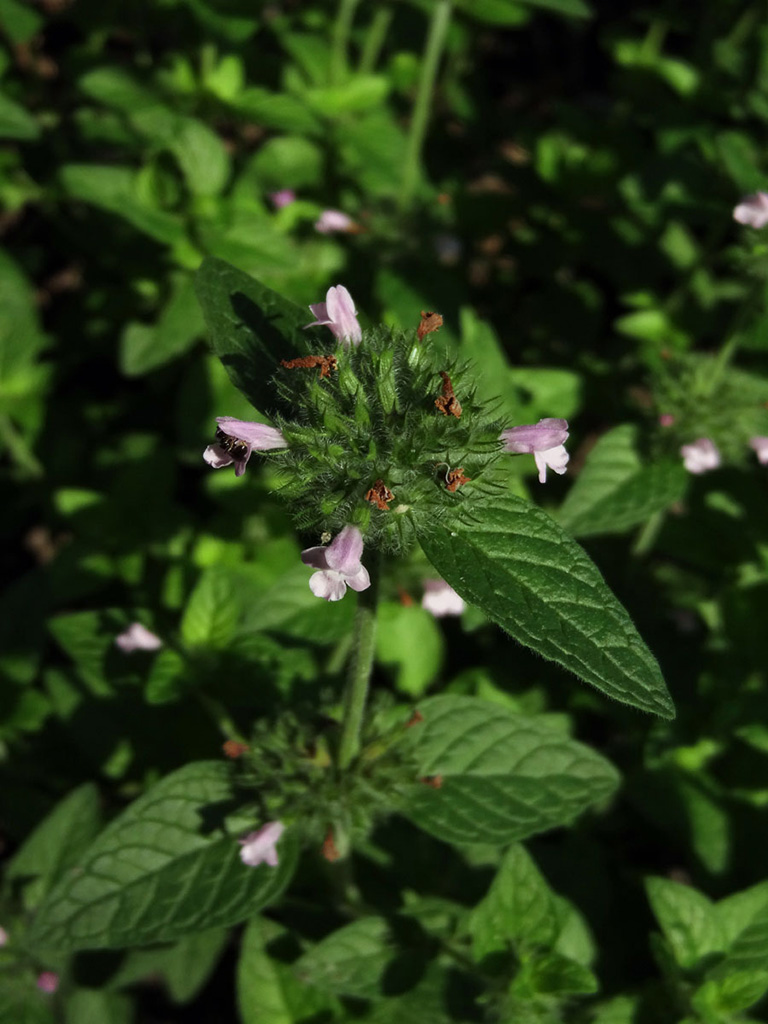 Satureja vulgaris Wild Basil | Prairie Moon Nursery