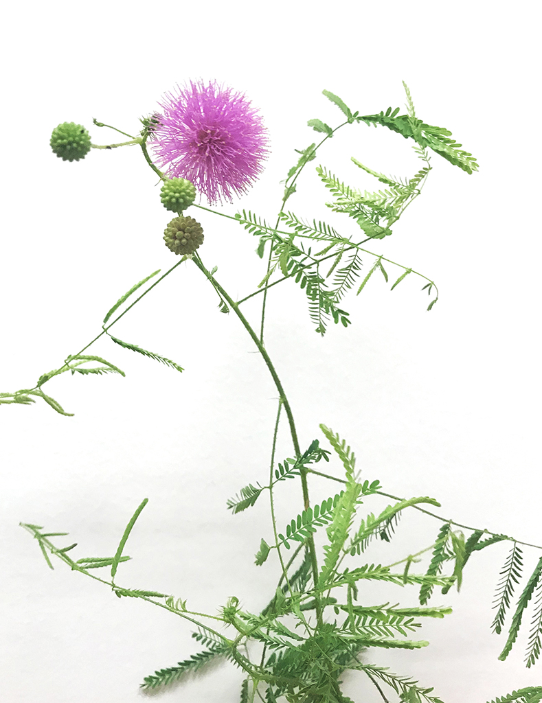 Mimosa quadrivalis var. nuttallii Sensitive Plant | Prairie Moon Nursery