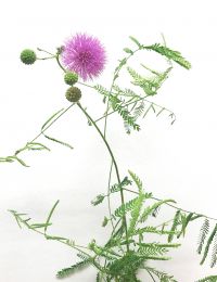 Mimosa quadrivalis var. nuttallii