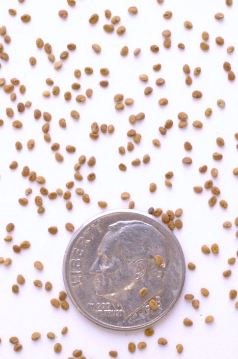 Scutellaria lateriflora Mad-dog Skullcap | Prairie Moon Nursery