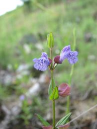 Scutellaria leonardii