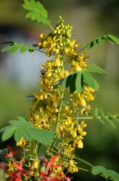 Senna hebecarpa