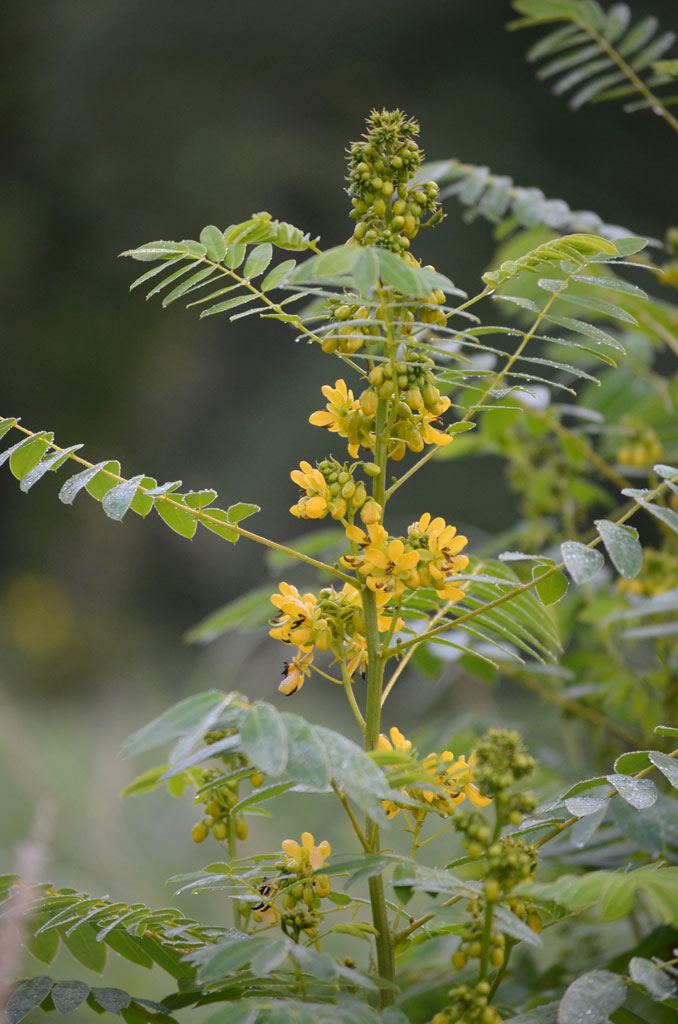 Senna hebecarpa Wild Senna Prairie Moon Nursery