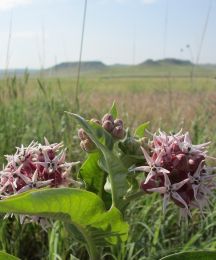 Asclepias speciosa