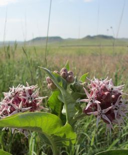 Asclepias speciosa