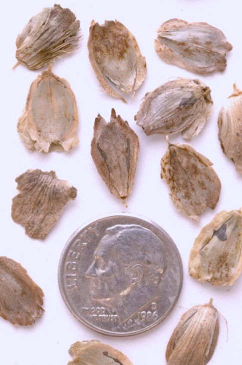 Silphium integrifolium Rosin Weed | Prairie Moon Nursery