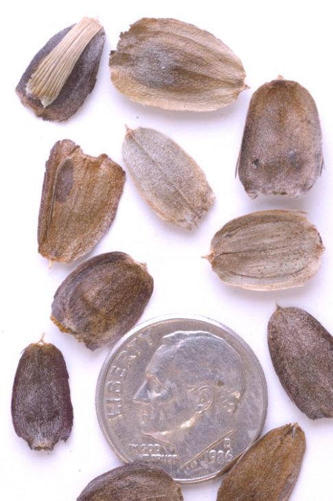 rose mary seeds The Old Farmer's Almanac Heirloom Culinary Rosemary Seeds  SimplyGro