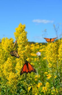 Solidago speciosa