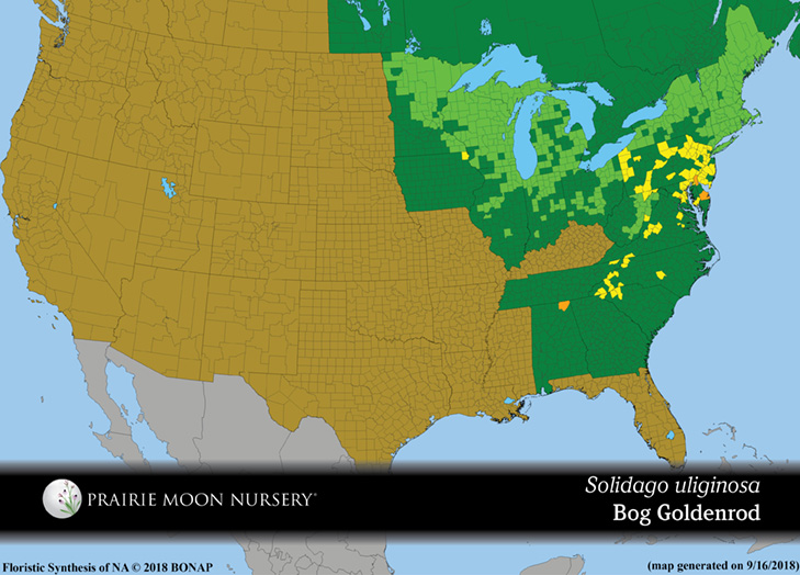 Solidago uliginosa Bog Goldenrod | Prairie Moon Nursery