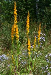Solidago uliginosa