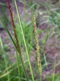 Sporobolus compositus
