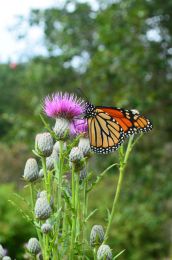 Cirsium muticum